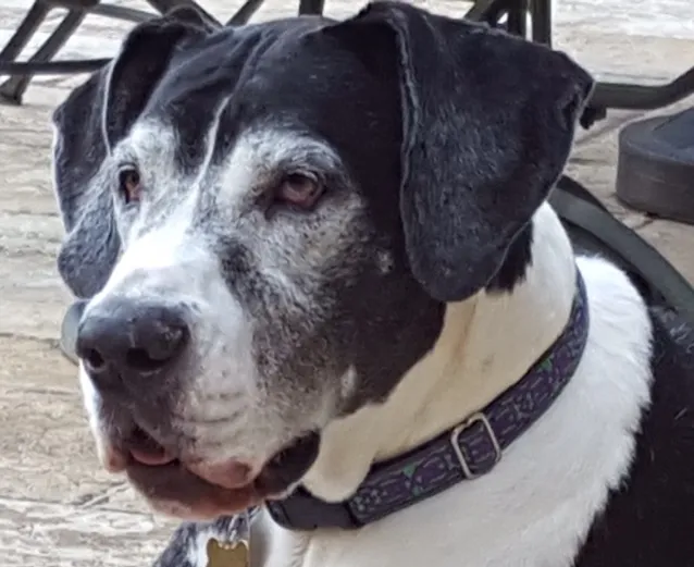 Carling - Great Dane